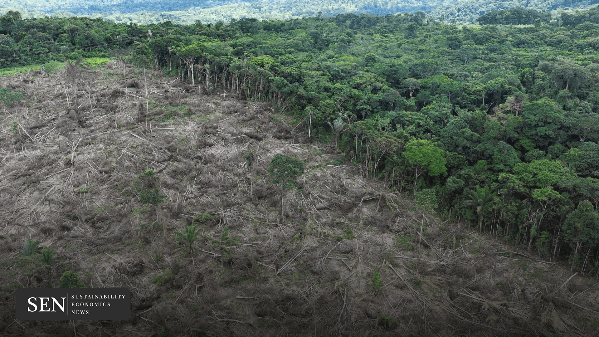 EU Delays Deforestation Ban and Rejects Proposed Changes