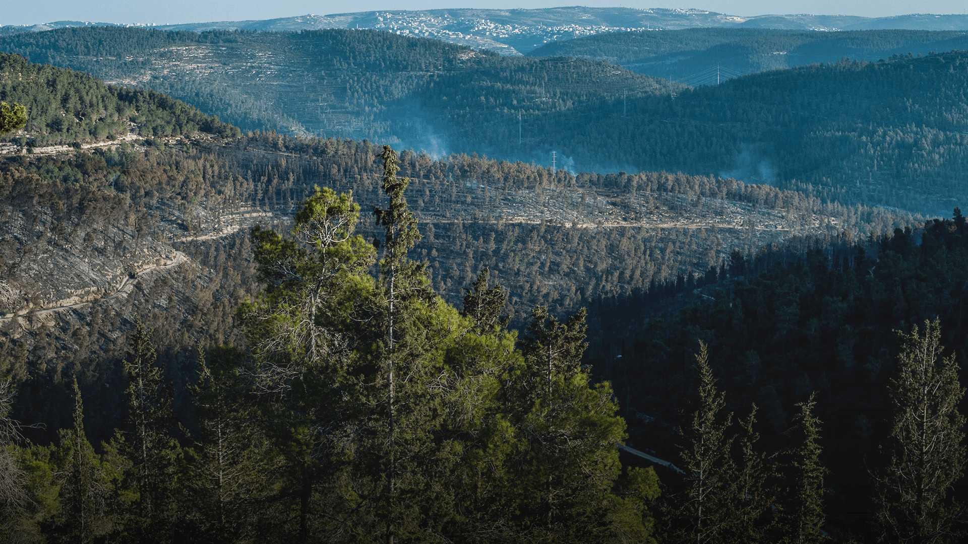 Chile Secures $5.1 Million from World Bank to Combat Deforestation and Boost Climate Resilience