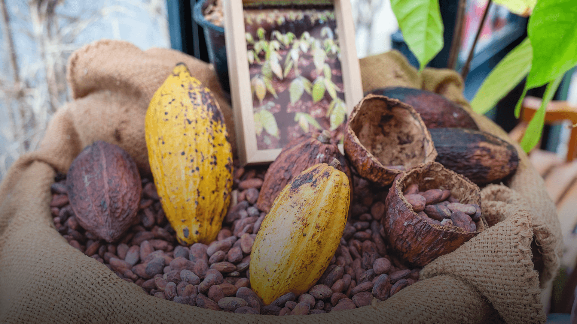 Côte d'Ivoire Secures €50 Million Investment for Low-Carbon Transition and Sustainable Cocoa Production 