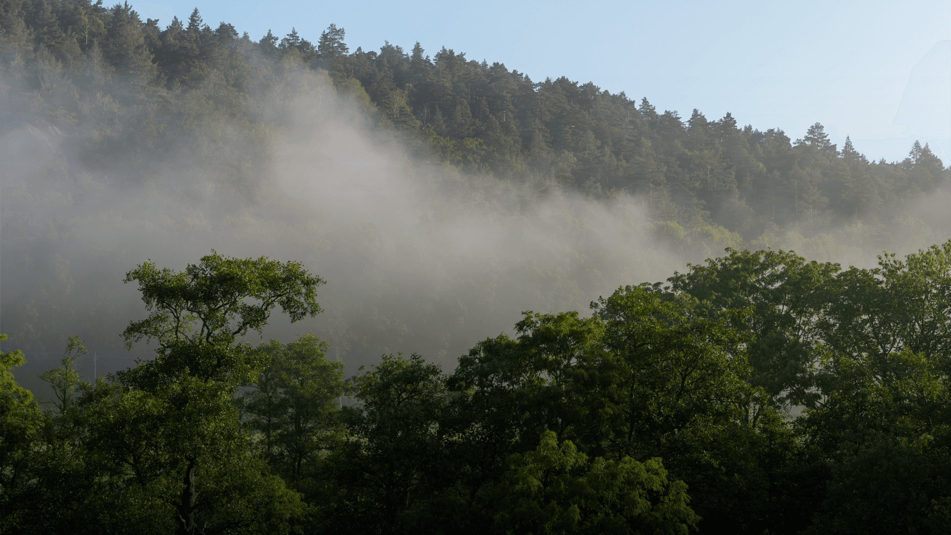 Chestnut Carbon Issues First Credits from Forest Conservation Membership Program