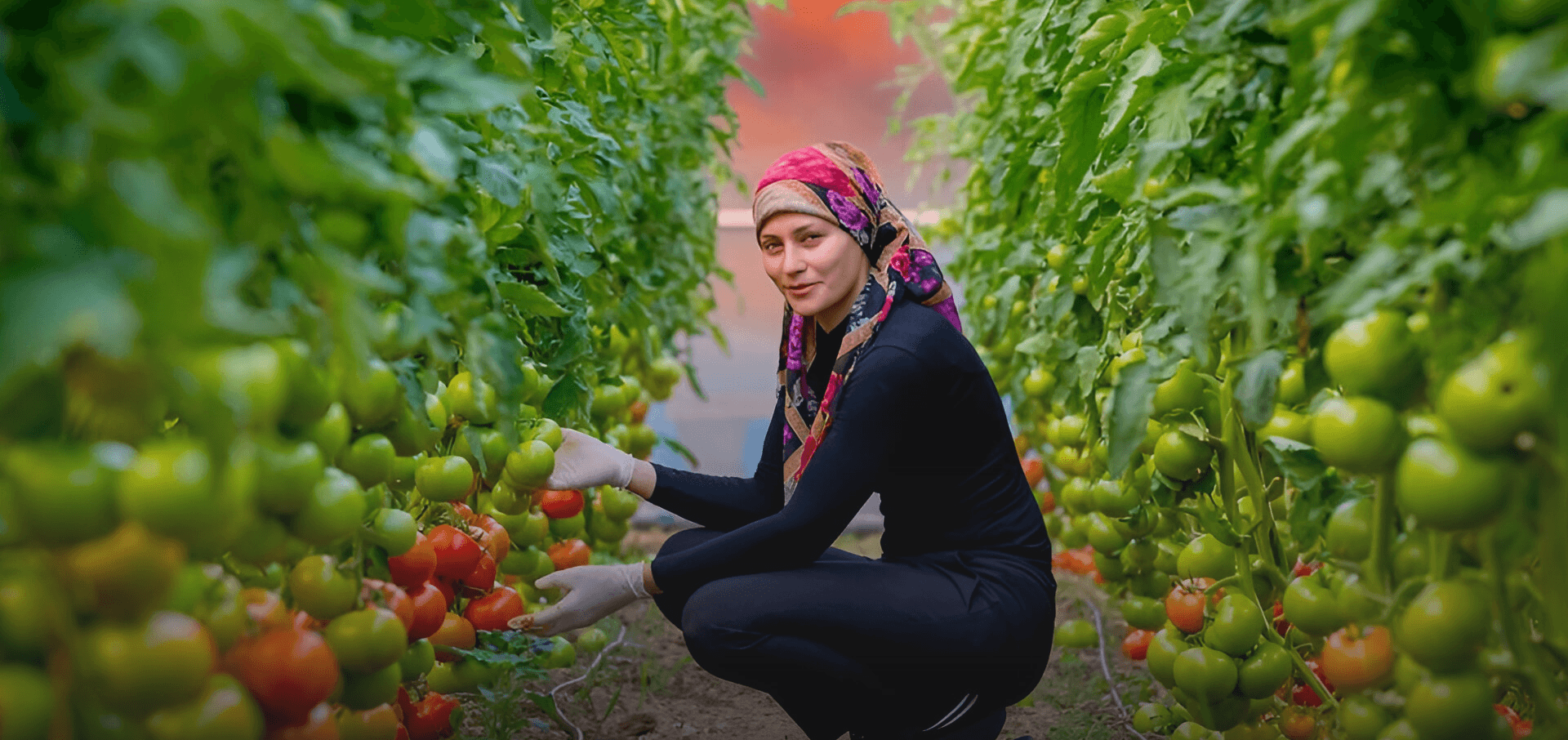 EBRD Extends US$30 Million Loan to Türkiye’s Team Agro for Geothermal Greenhouse Project