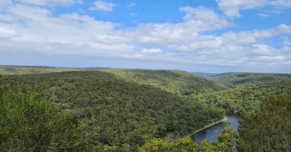 Experts Warn Against Forestry Australia’s Proposal to Remove Trees for Carbon Credits