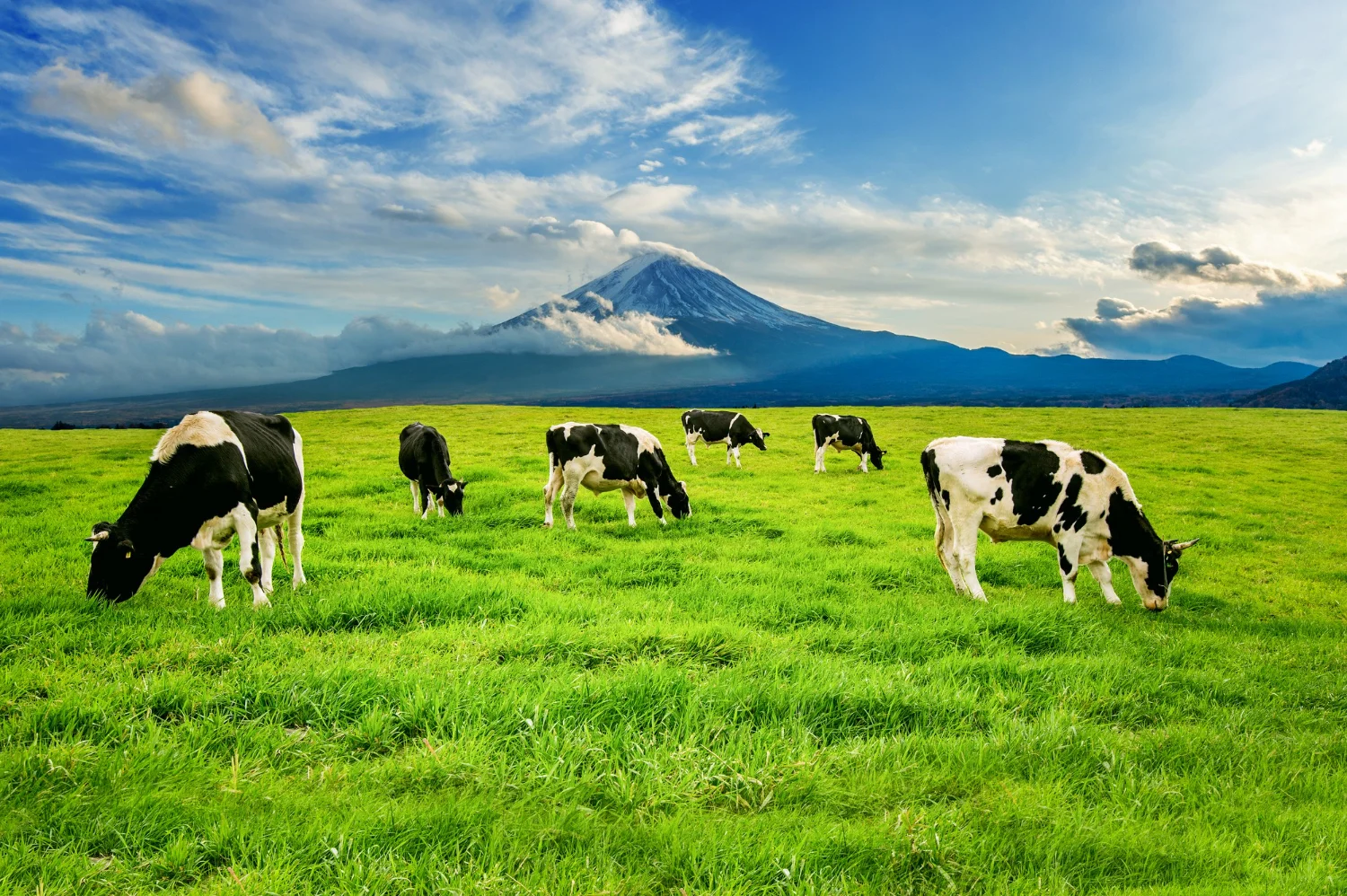 Regenerative grazing: How cattle could become a climate solution