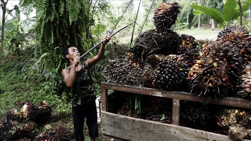 Indonesia imposes $310M fines on palm oil companies operating in forests