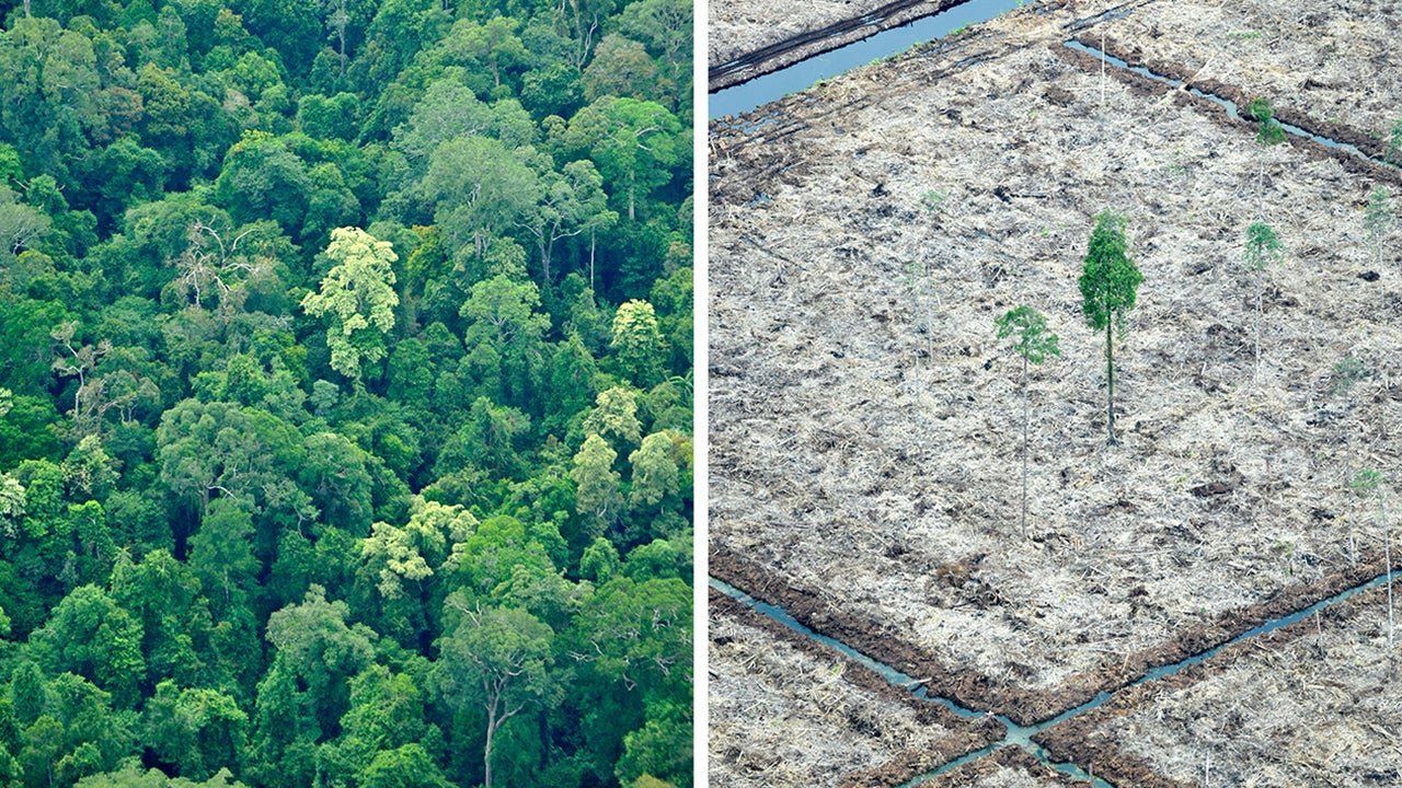 Palm oil supplier for Nestle, Kellogg's linked to Peru deforestation: Investigative Report