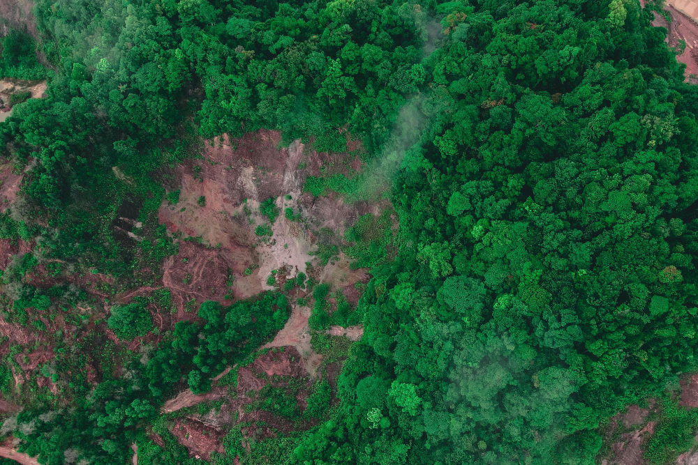 Brazil's Amazon Fund raised $640 million in donations for rainforest in 2023
