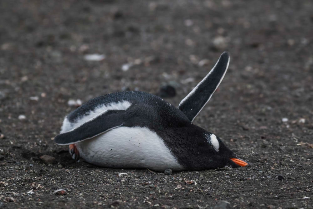 Antarctic scientists raise alarm on bird flu following confirmed cases in penguins
