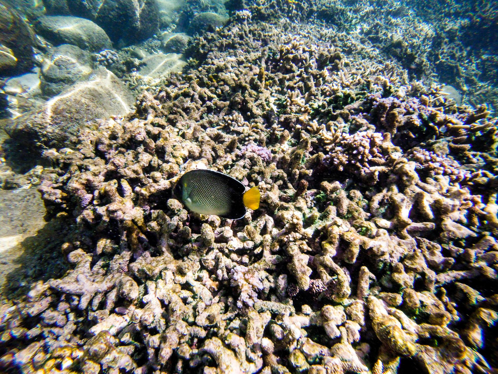 Extreme heat causes mass coral bleaching of Great Barrier Reef, fifth one in eight years