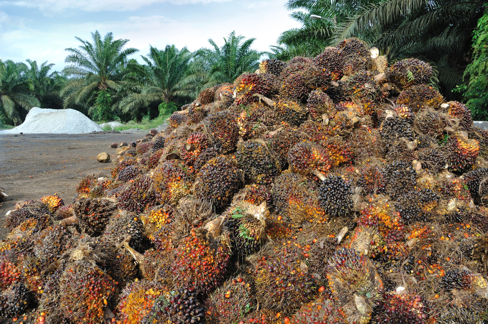EU wins WTO battle over palm oil biodiesel
