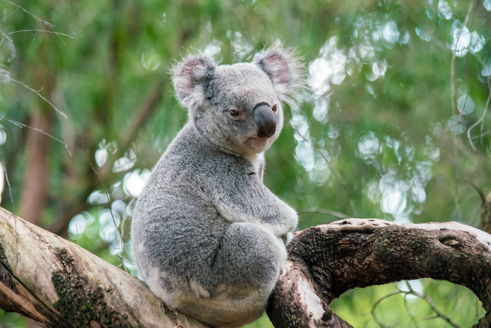 Australia delays environmental law reforms, raising concerns for wildlife