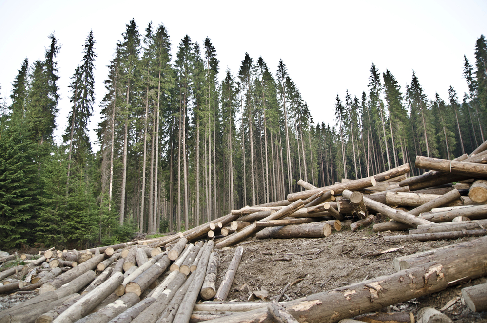 JDE Peet’s expresses concerns over tight deadline to EU’s deforestation law