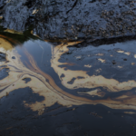 Oil Spill Crisis in Krasnodar Region, Clean-Up Efforts Underway