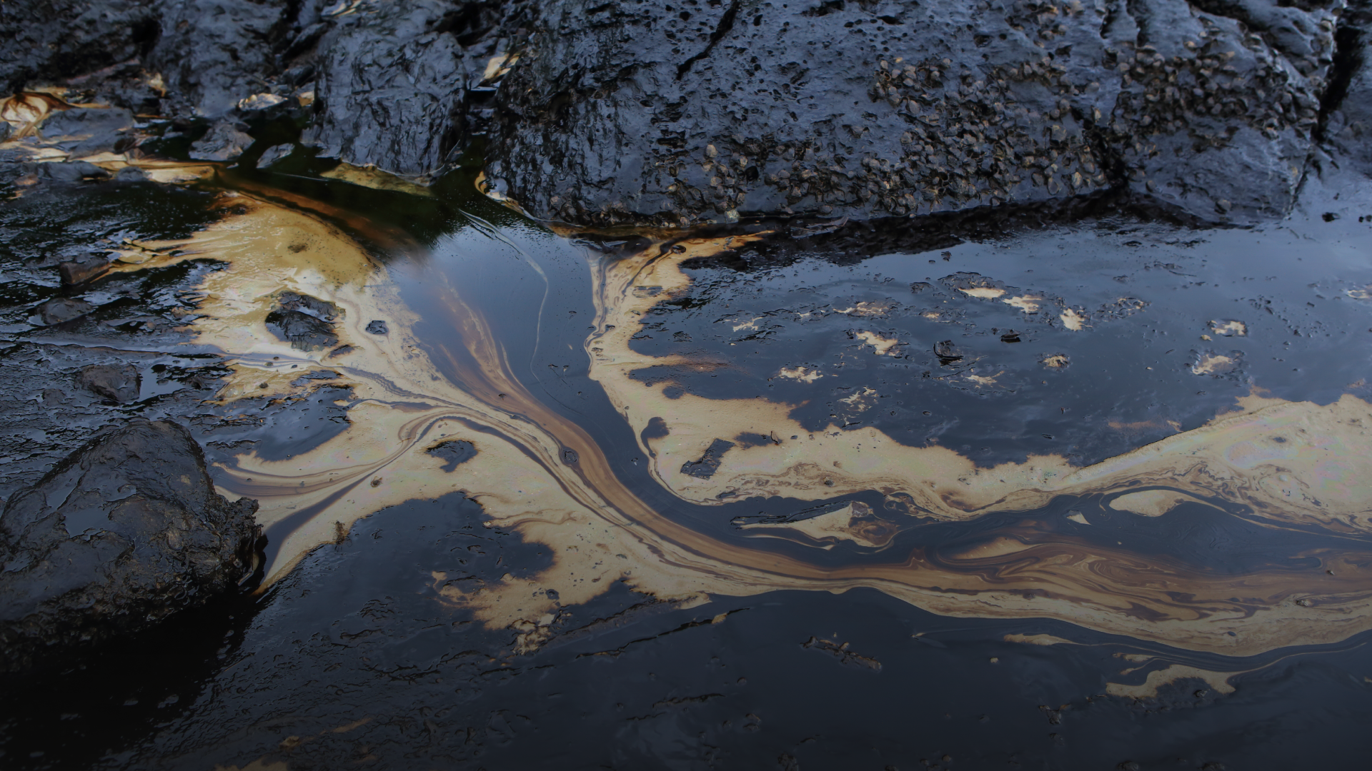 Oil Spill Crisis in Krasnodar Region, Clean-Up Efforts Underway