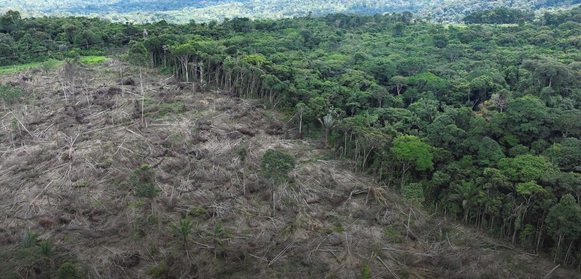 EU deforestation ban delay 2025