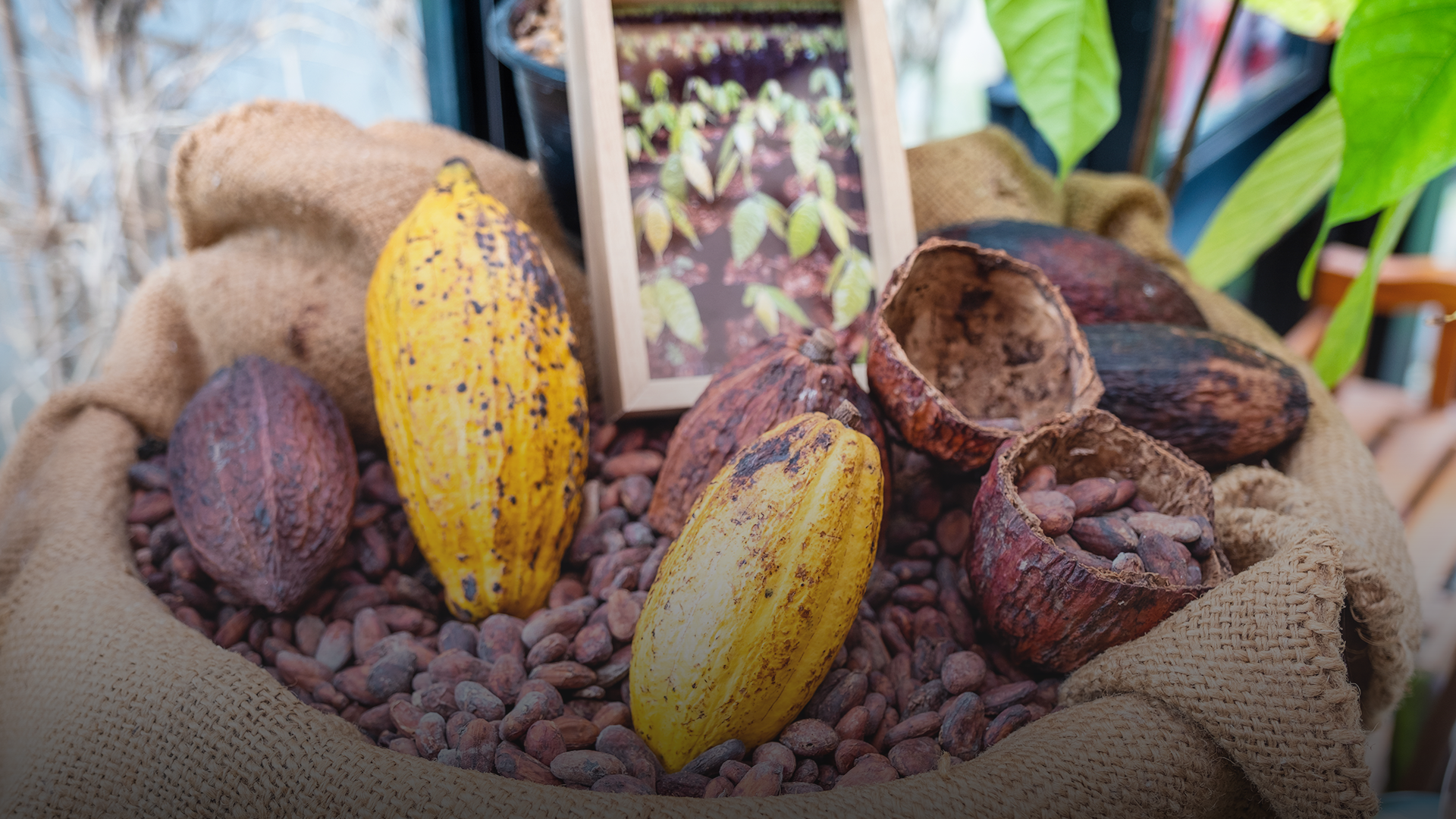 Côte d'Ivoire Secures €50 Million Investment for Low-Carbon Transition and Sustainable Cocoa Production