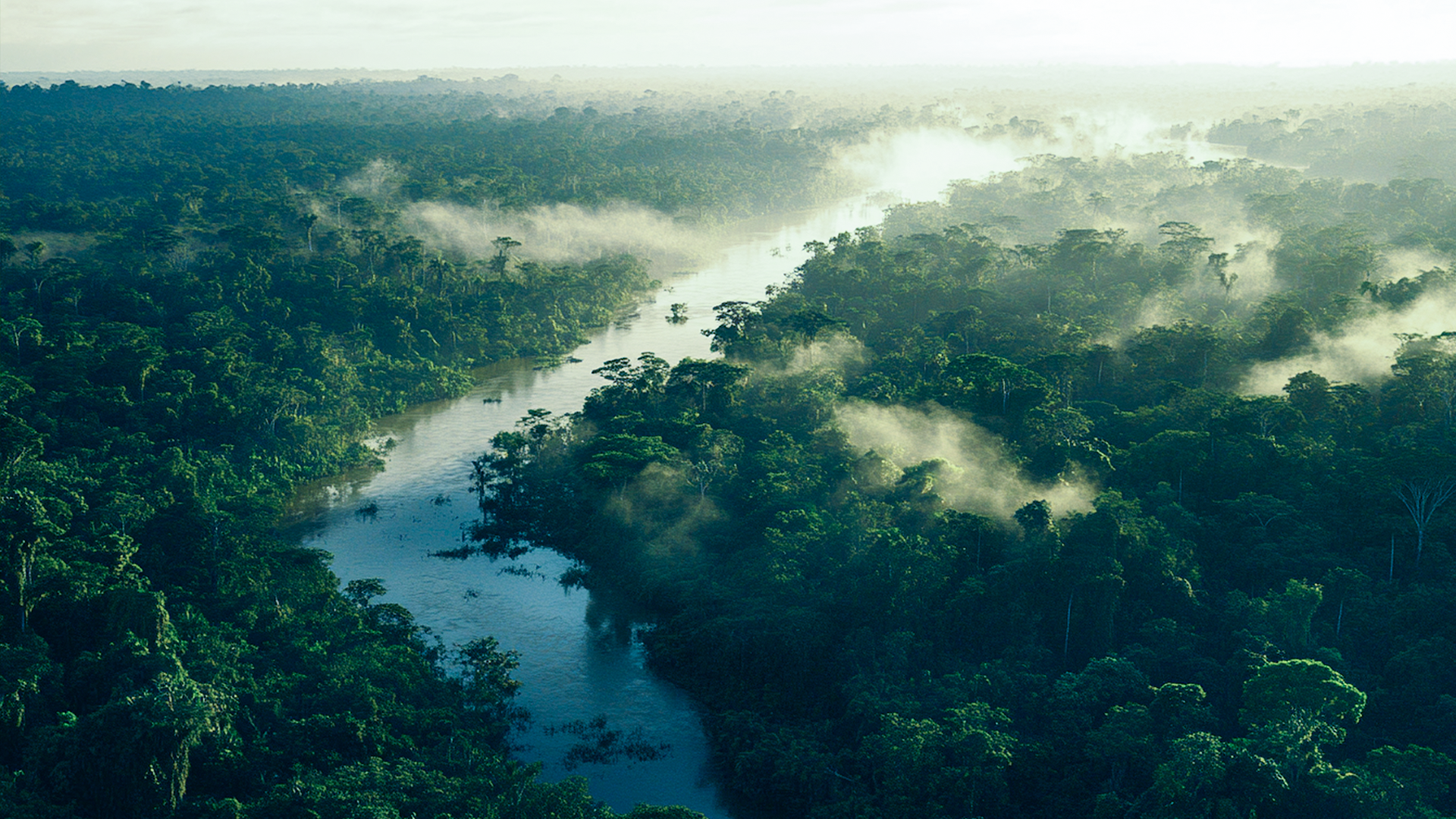 Carbon Markets Initiative Launches $1.5 Billion Plan for Amazon Protection at Davos