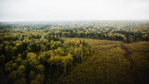 An image of a forest used to represent the afforestation project.